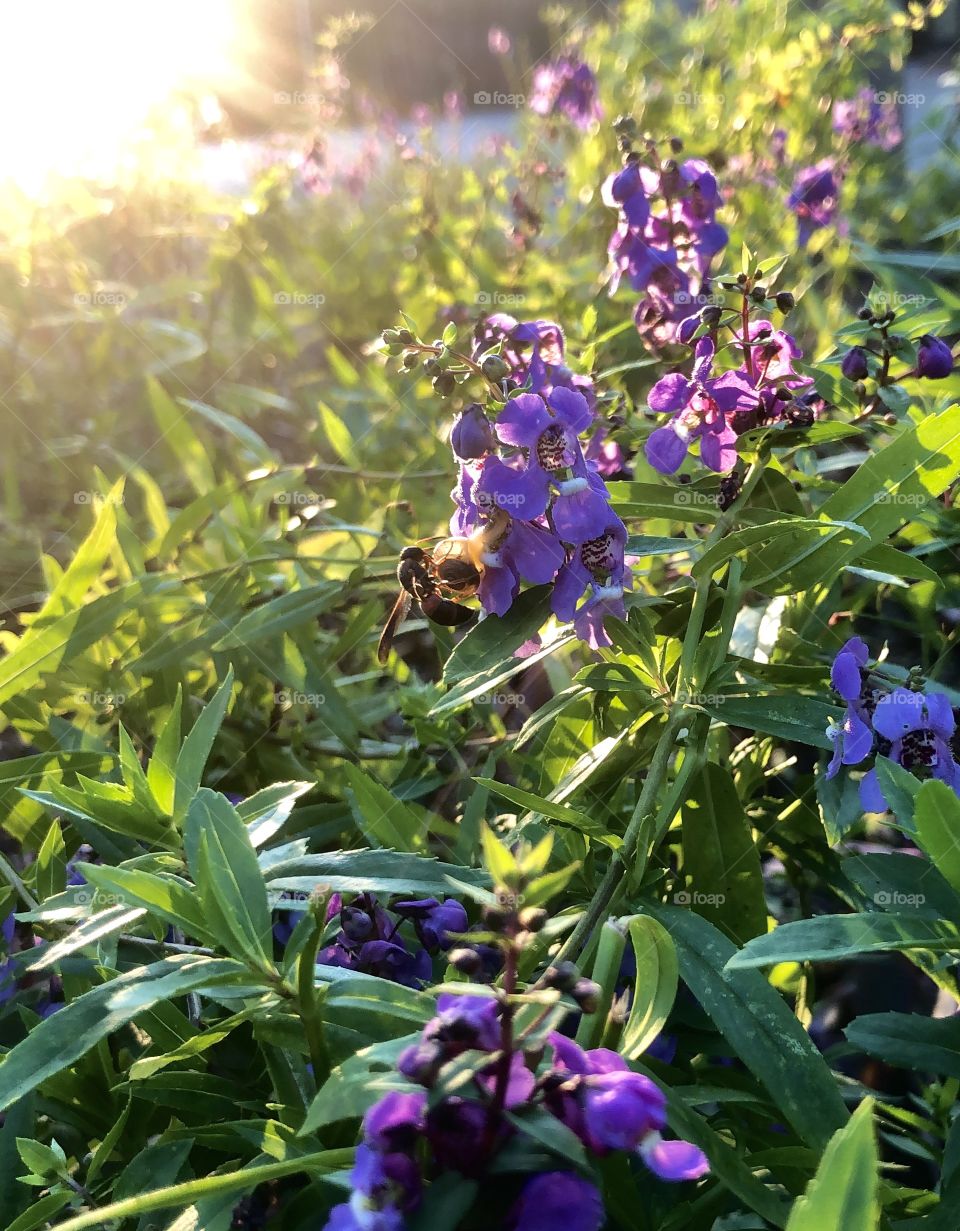 Wasp eats snail eating flower