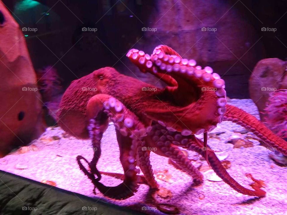 octupus