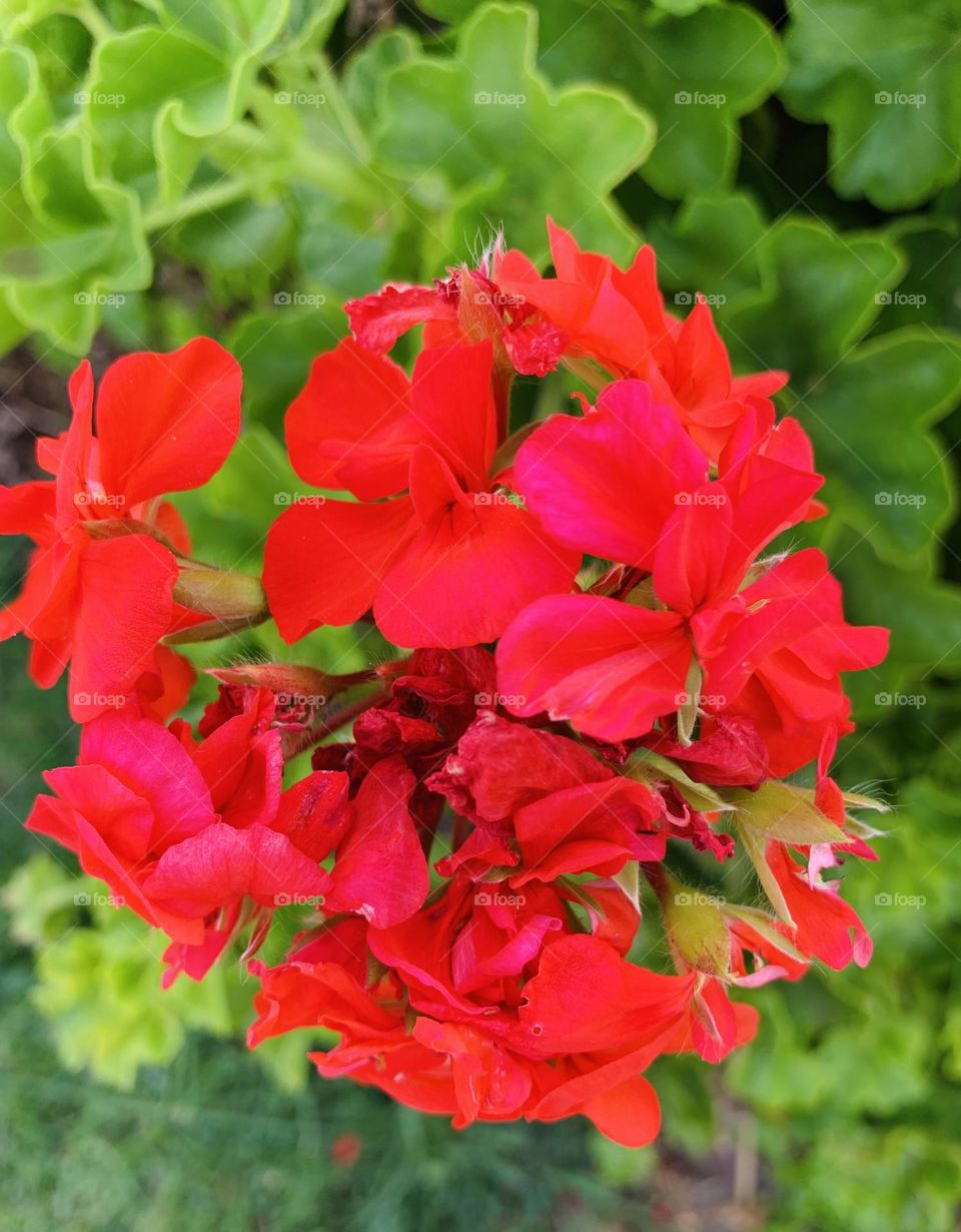 There are always flowers around for those who love to see them.