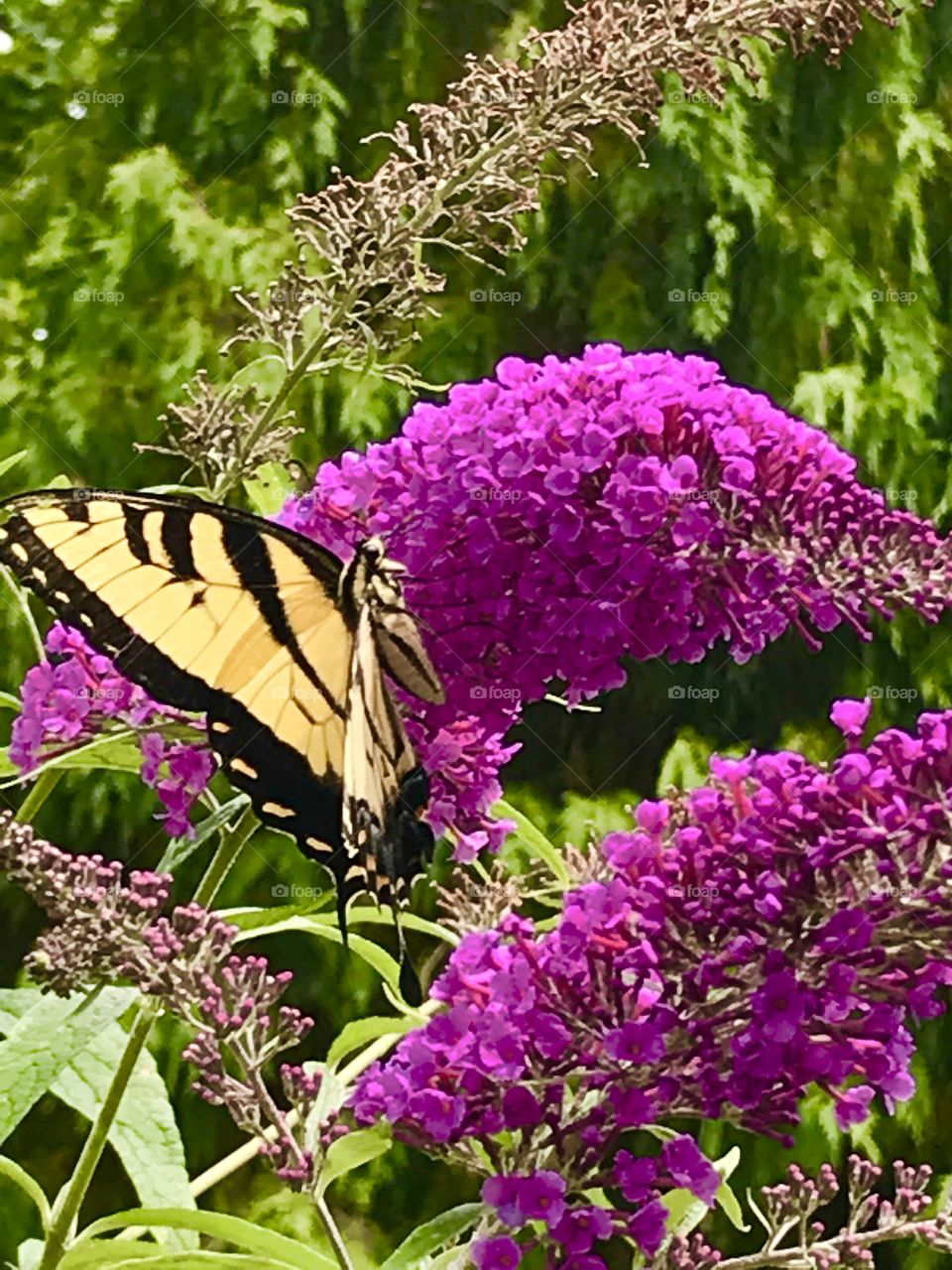 Delicate monarch butterfly.