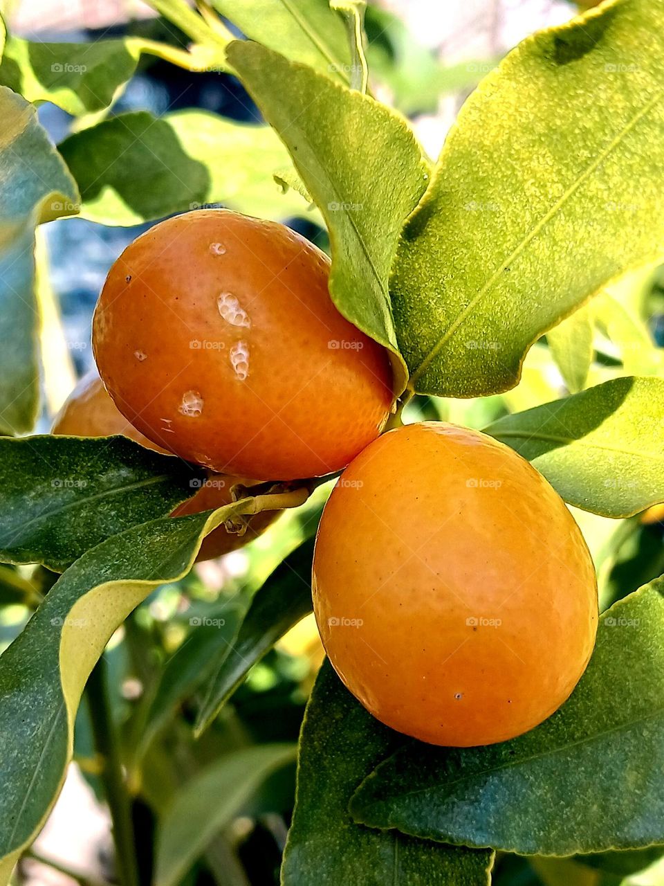 Kumquat