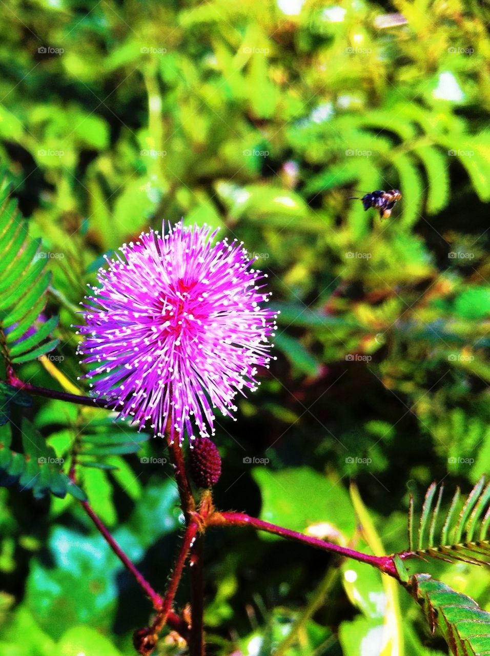 A sensitive plant flower and a little bee