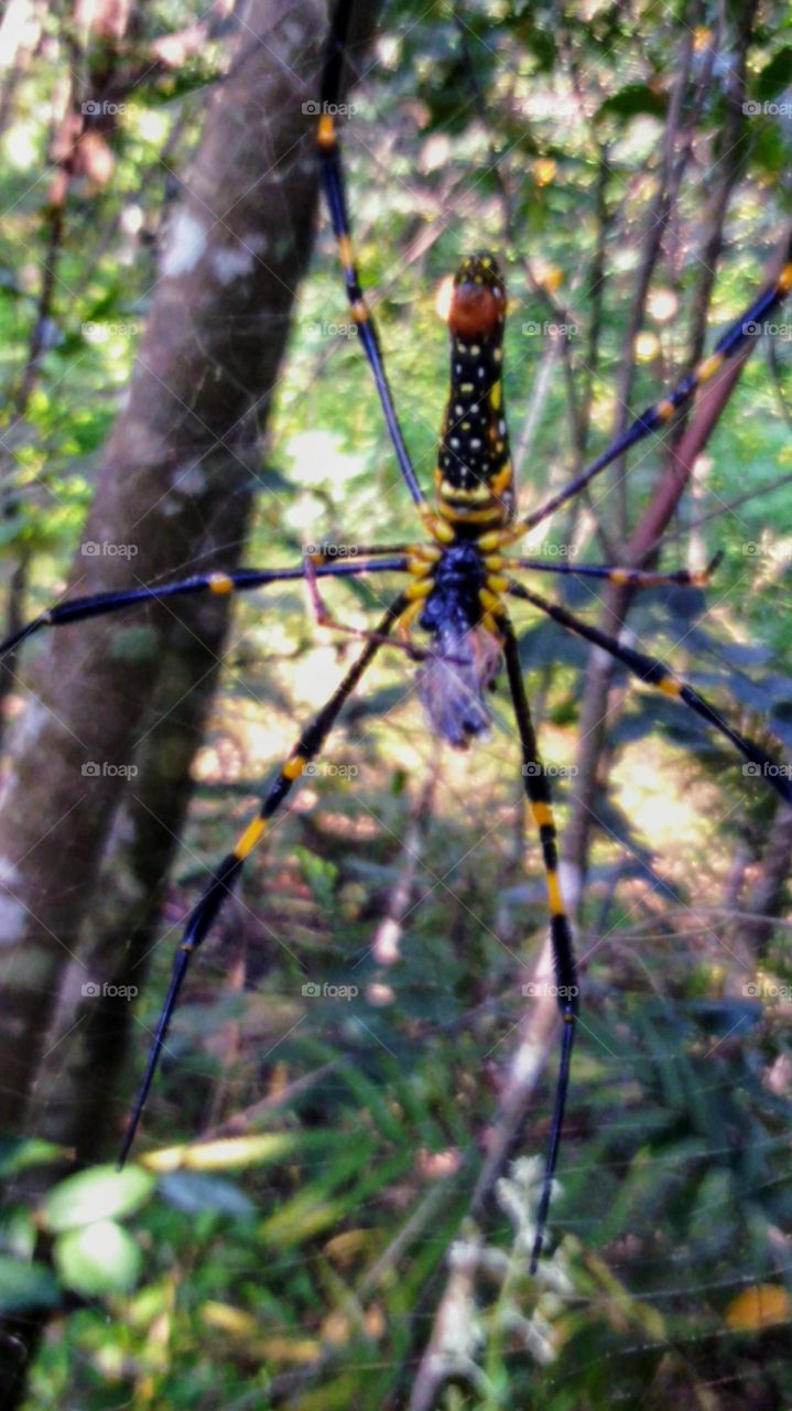 The golden ball weaver's spider