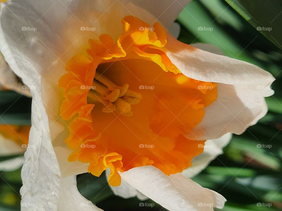 Daffodils in spring