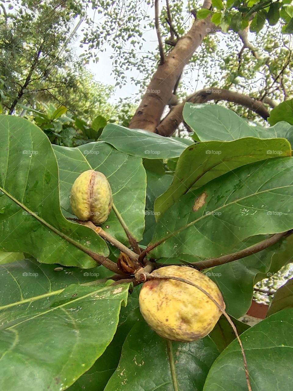 Flora of World
Ripe Fruits
Yellow Beauty
📷👁️📷👁️