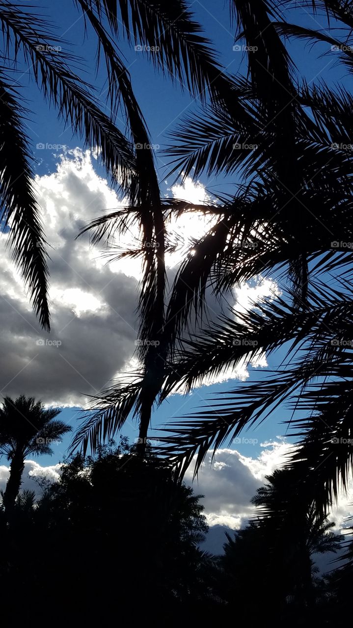 Palm leaves in the sky