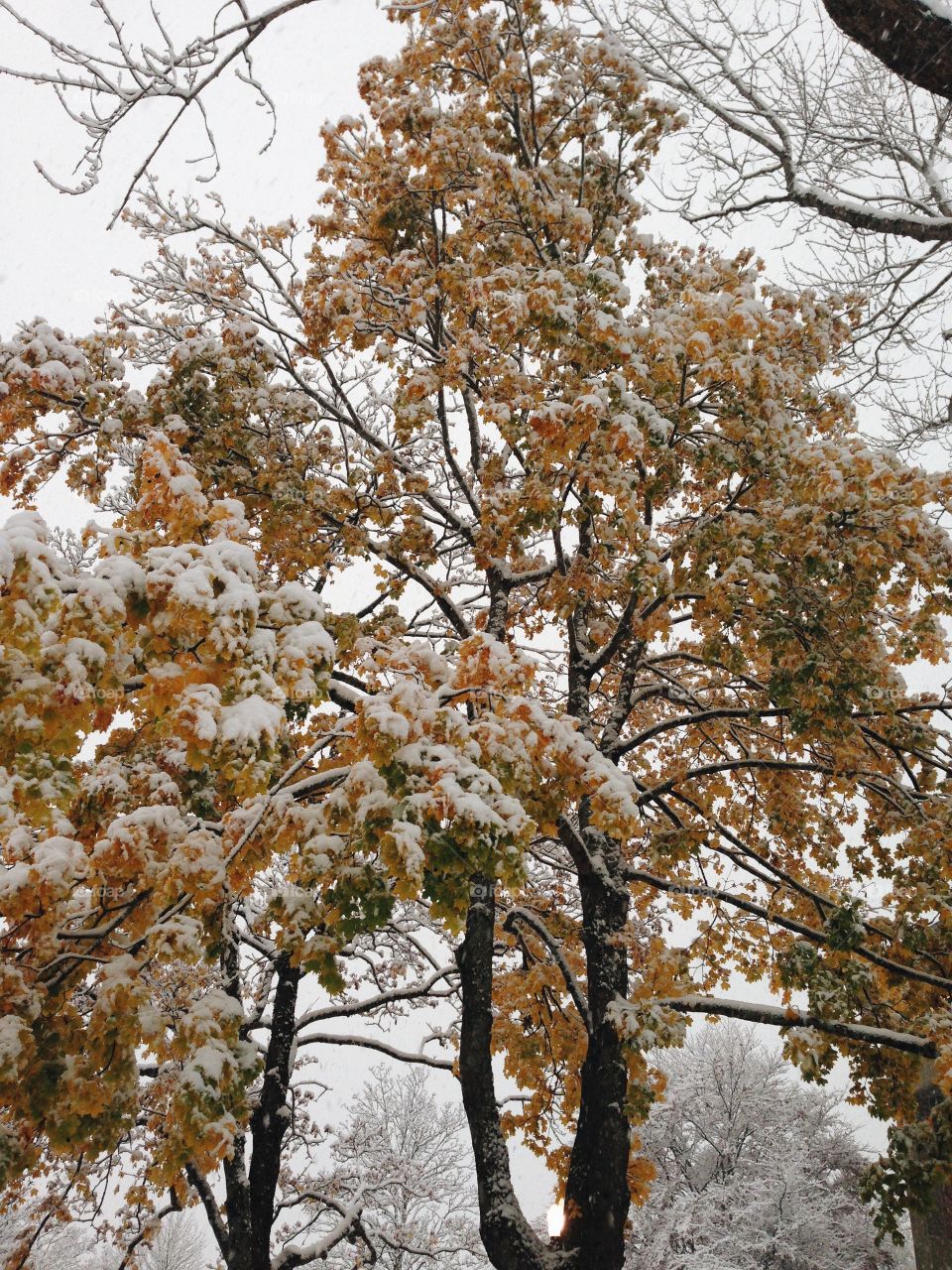 Dreamy first snow falls 💛