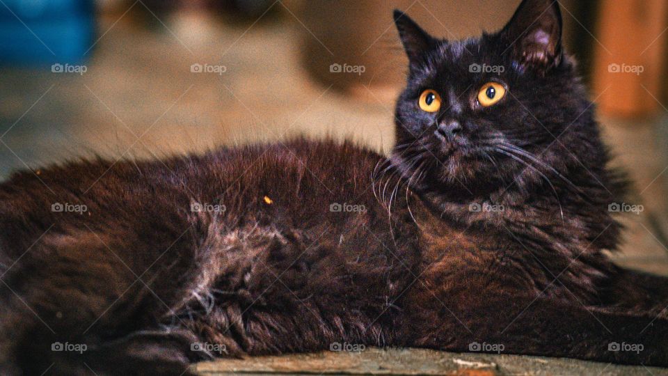 The attention of the feline is caught.