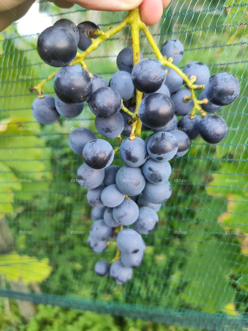 grapes Muškat Blue 2