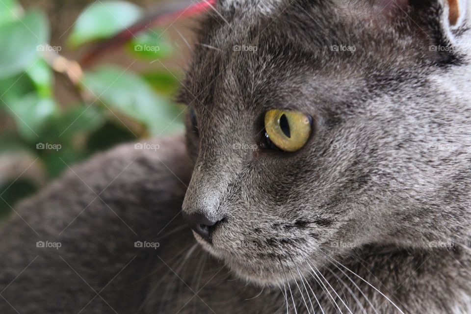 russian blue purebred cat close up beautiful portrait home