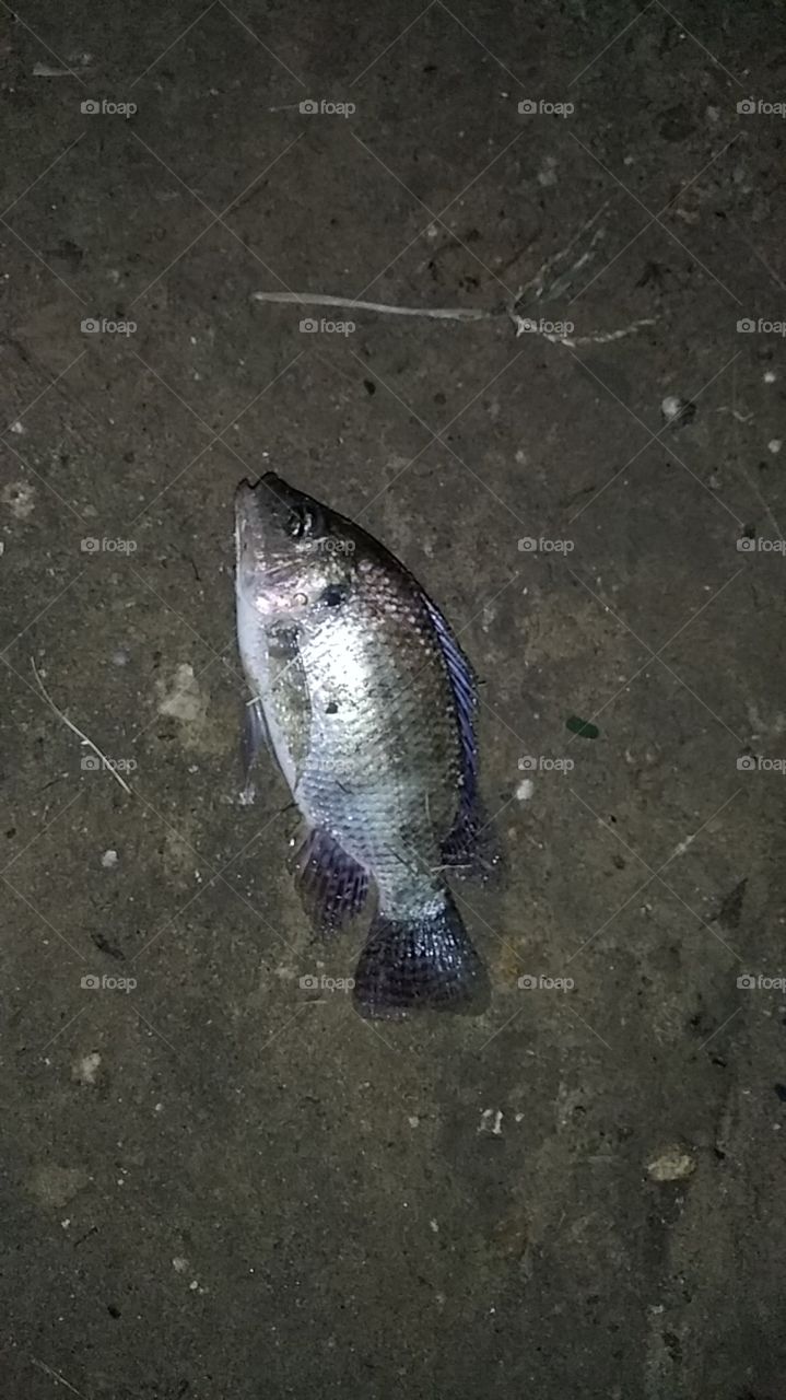 Fish