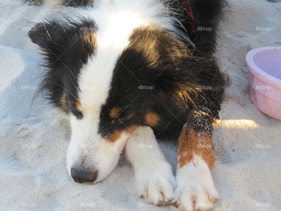 Dog sleeping in the sand at the beach.