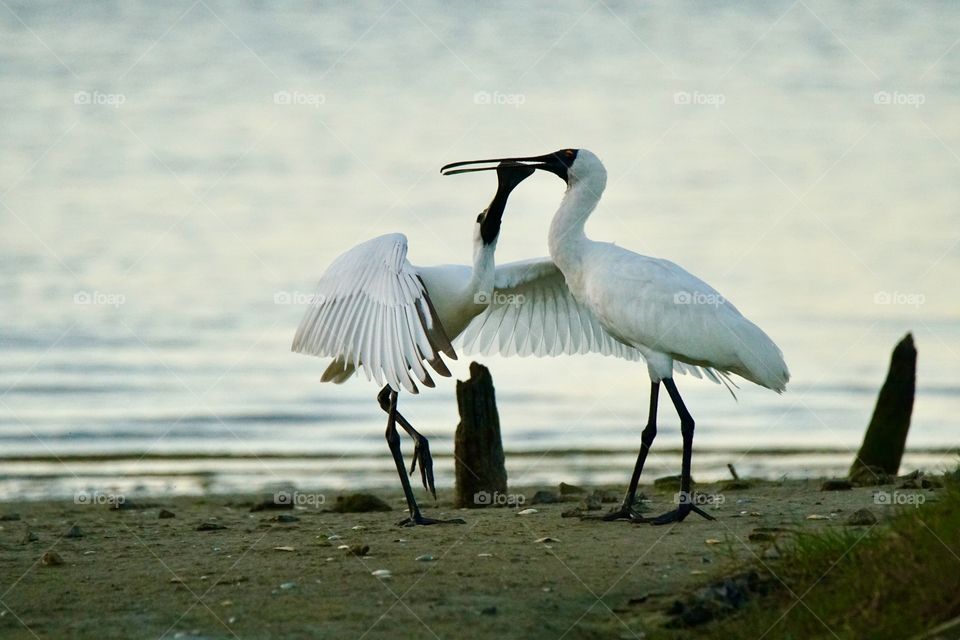 Courting Spoonbills