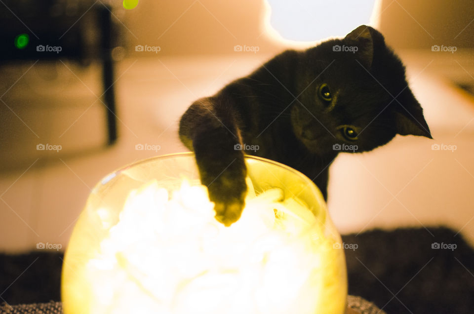 Close-up of a black cat looking at illuminated glass