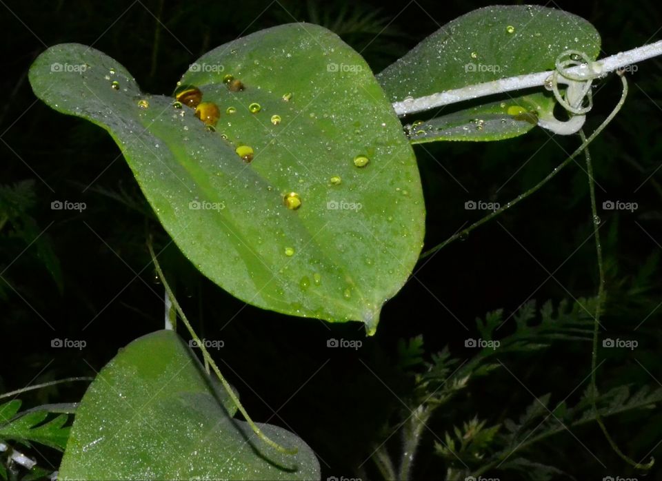 Yellow droplets on leaf