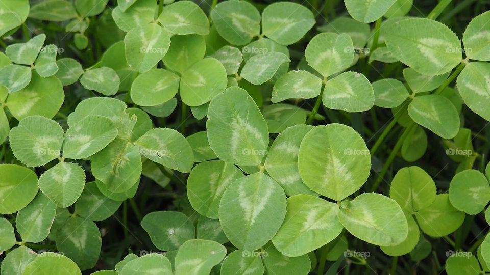 green leaves