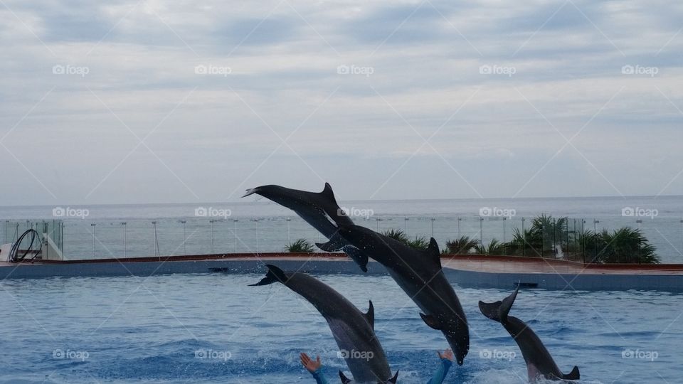 Dolphin resort