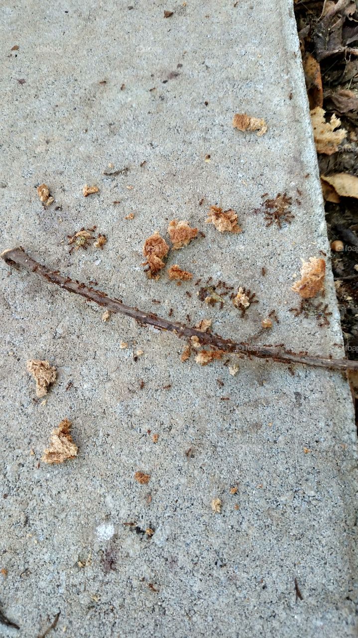 These ants are the hardest working little creatures