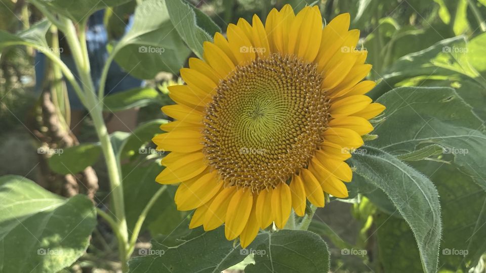 Sunflower round and yellow fully opened