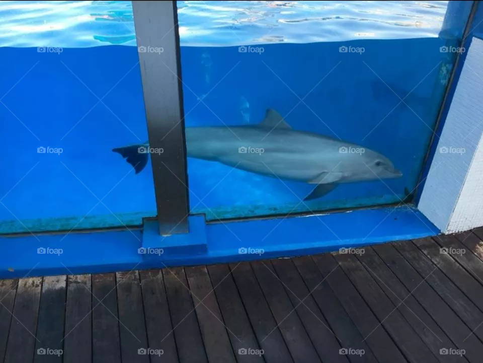 oceanografic