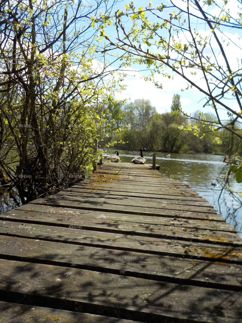 Geese pier 