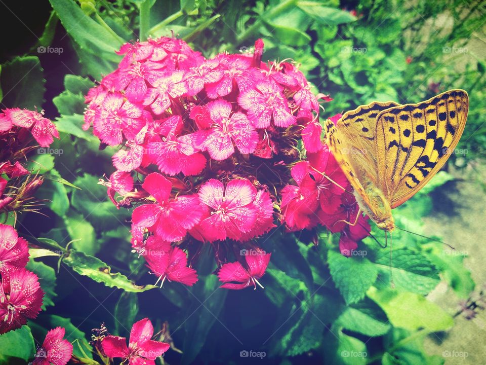 flowers and butterfly