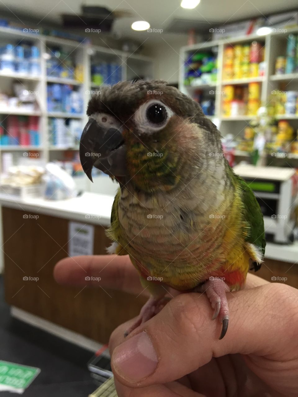 Cute parrot 