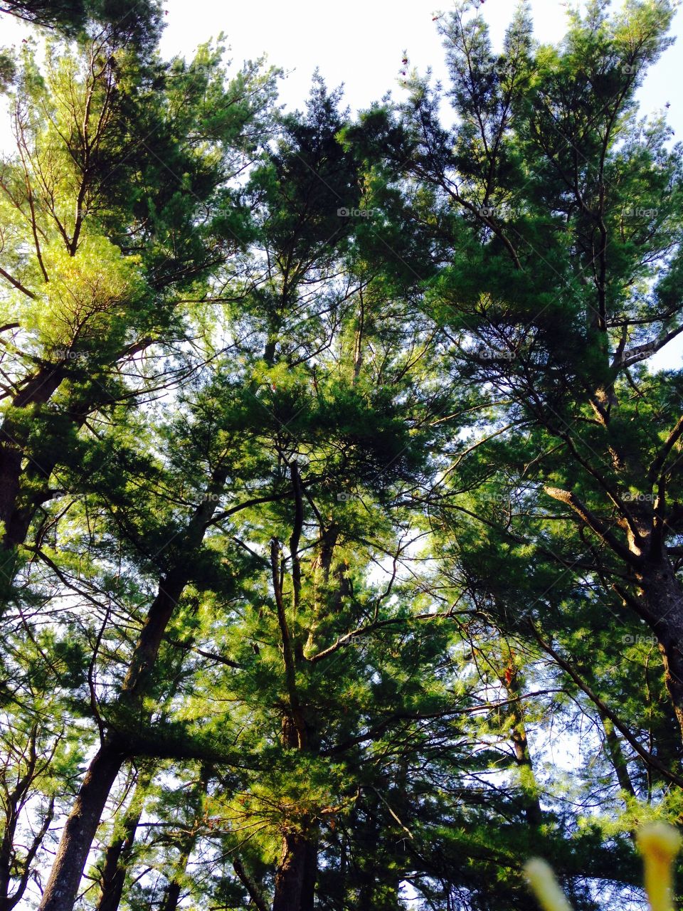 Pine Grove Canopy wShadows. Looking Up into our pine grove canopy as the sun cast shadows made for a pretty picture. Nice Mission!
