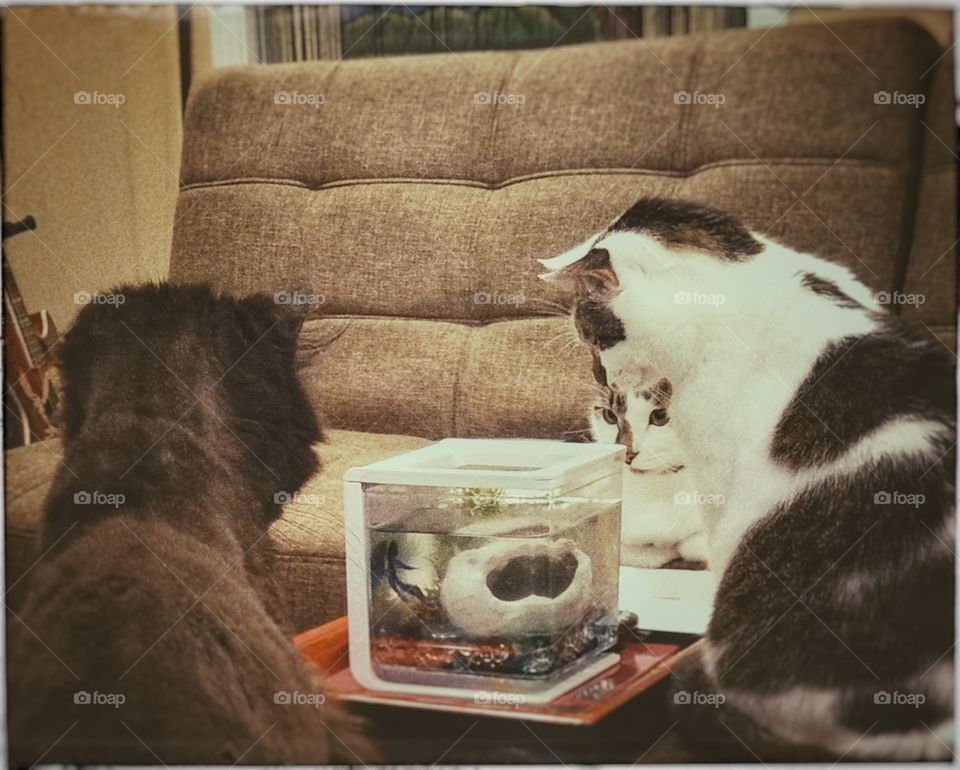 3cats watching a beta