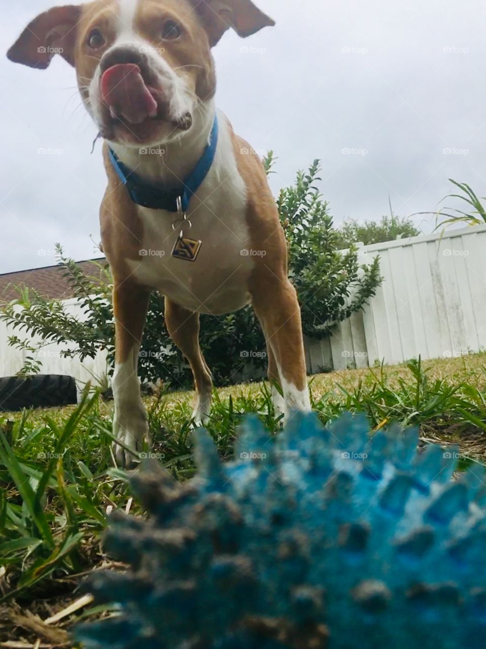 Rescue pitbull all dirty from playing ball