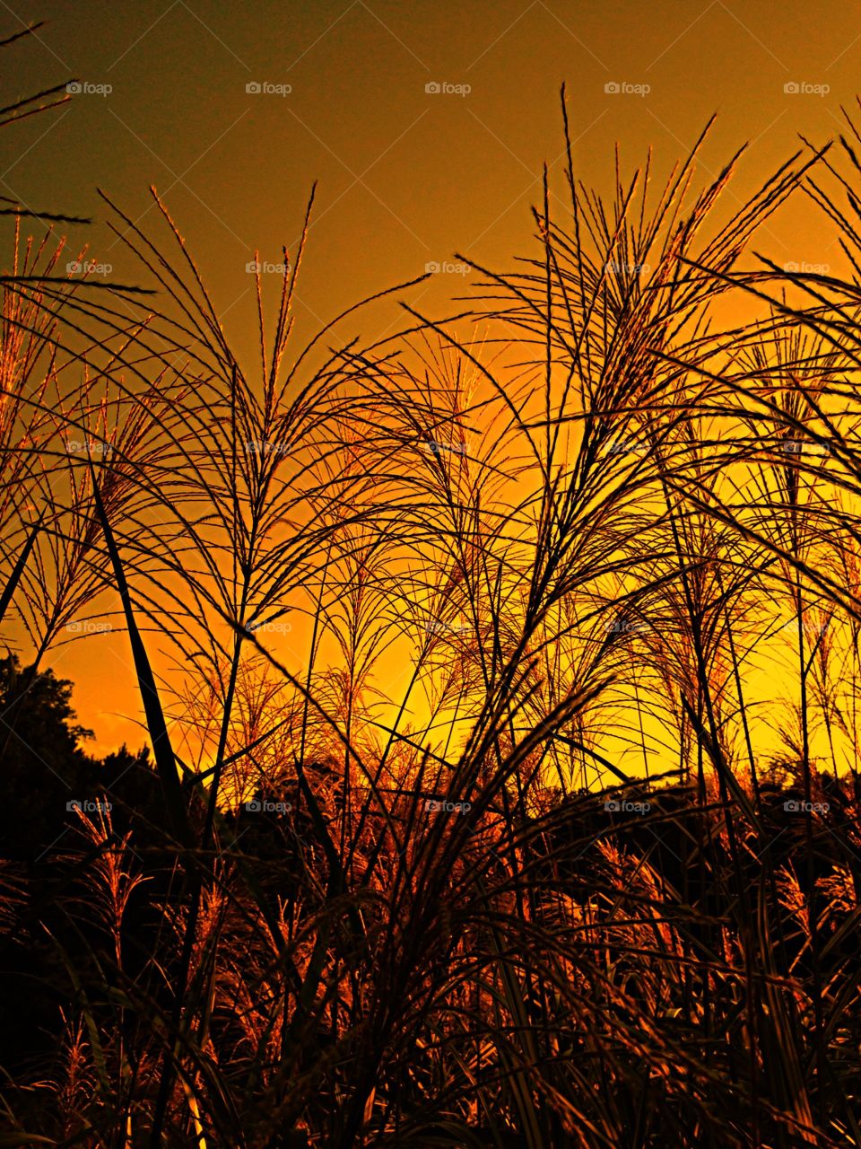 Field at sunset