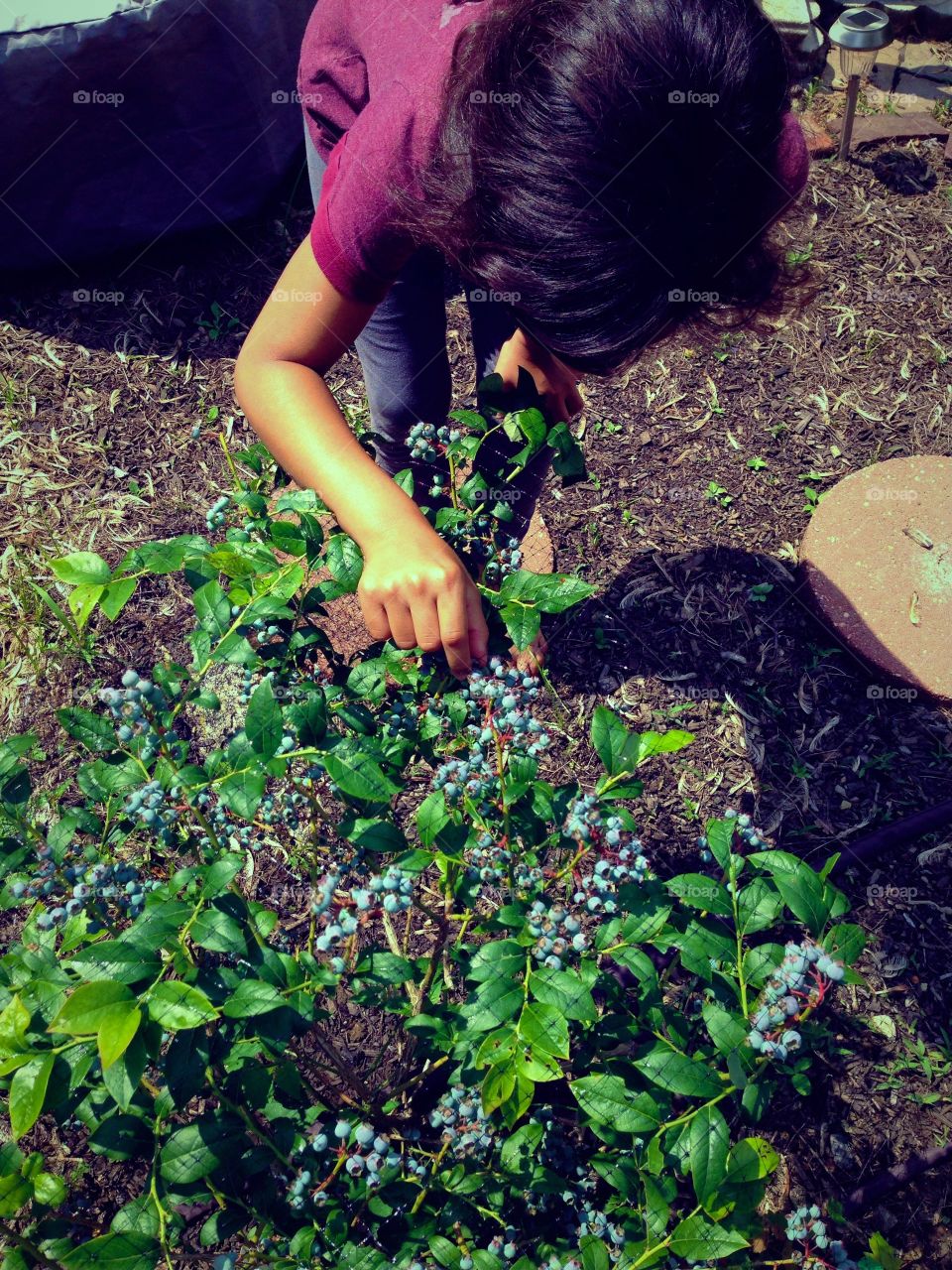 Picking blueberries. Child picking blueberries