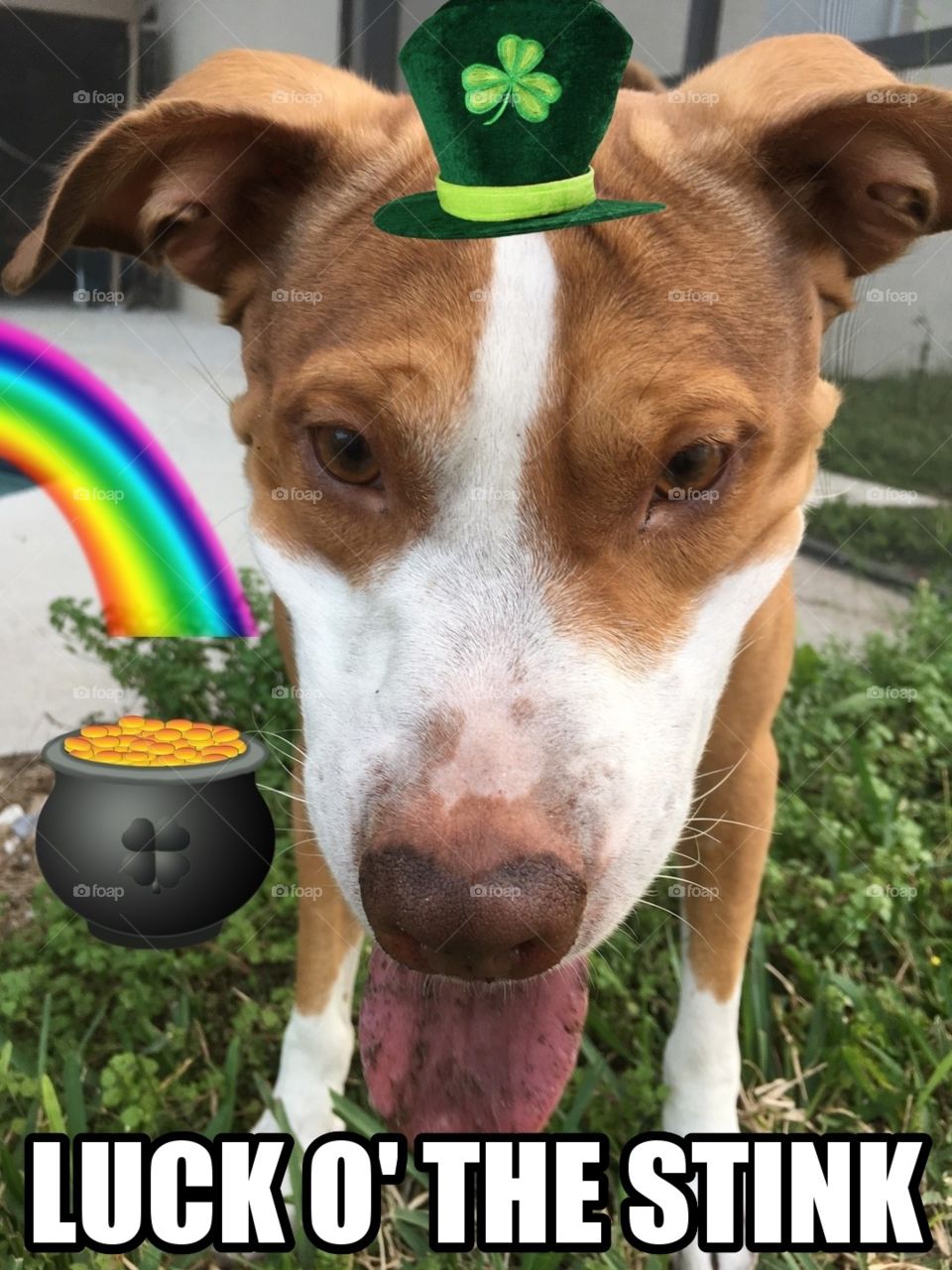 Luck O’ the Stink to ya 🍀