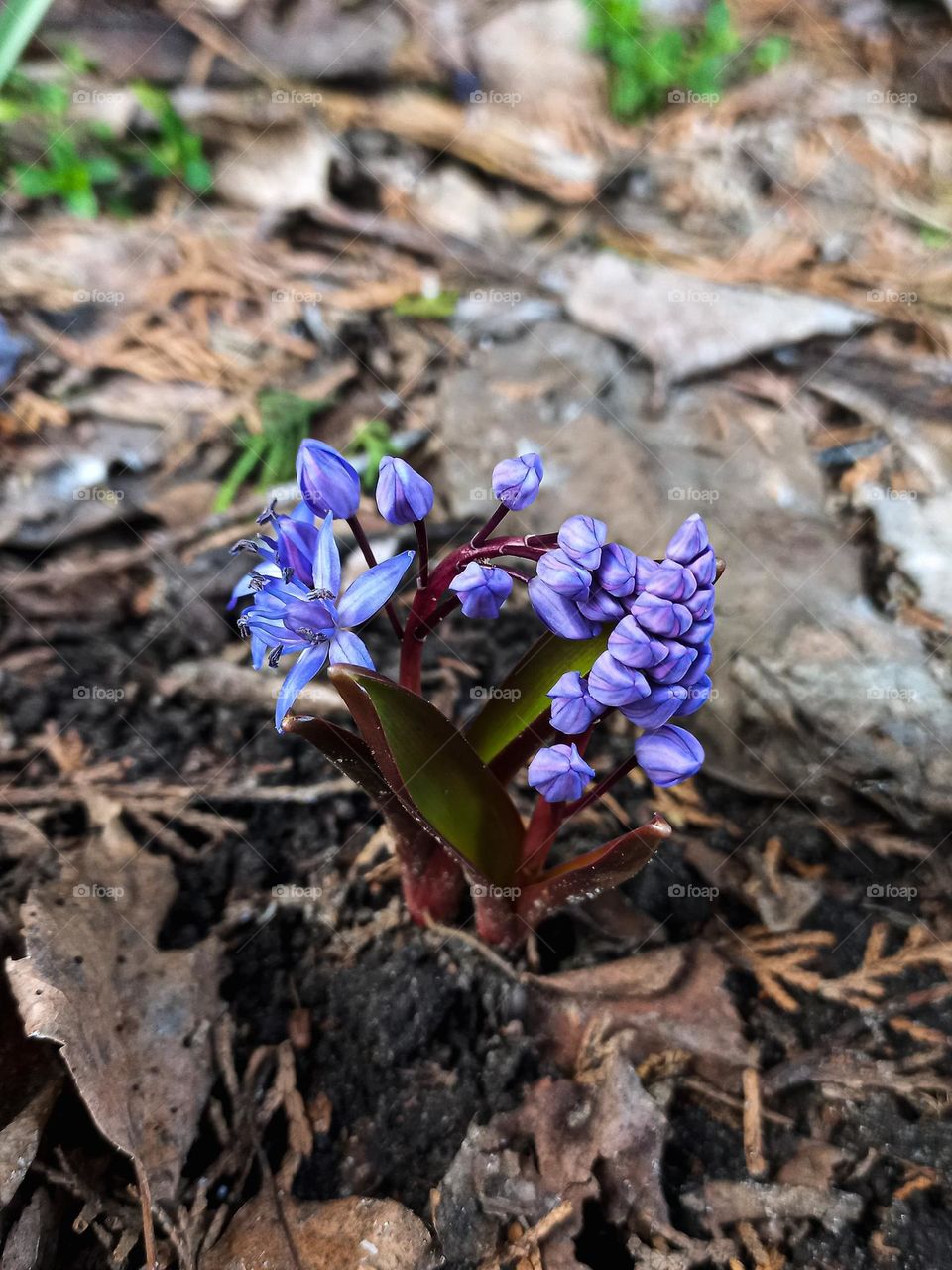 Spring is coming 💜