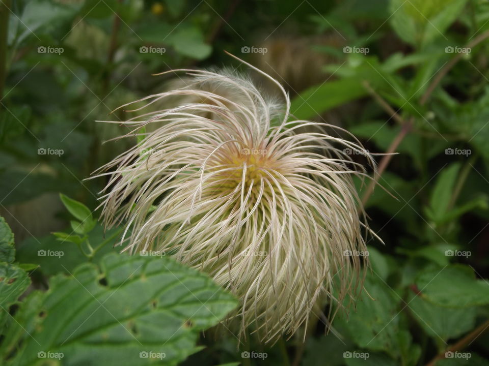 Hairy Flower Seeds