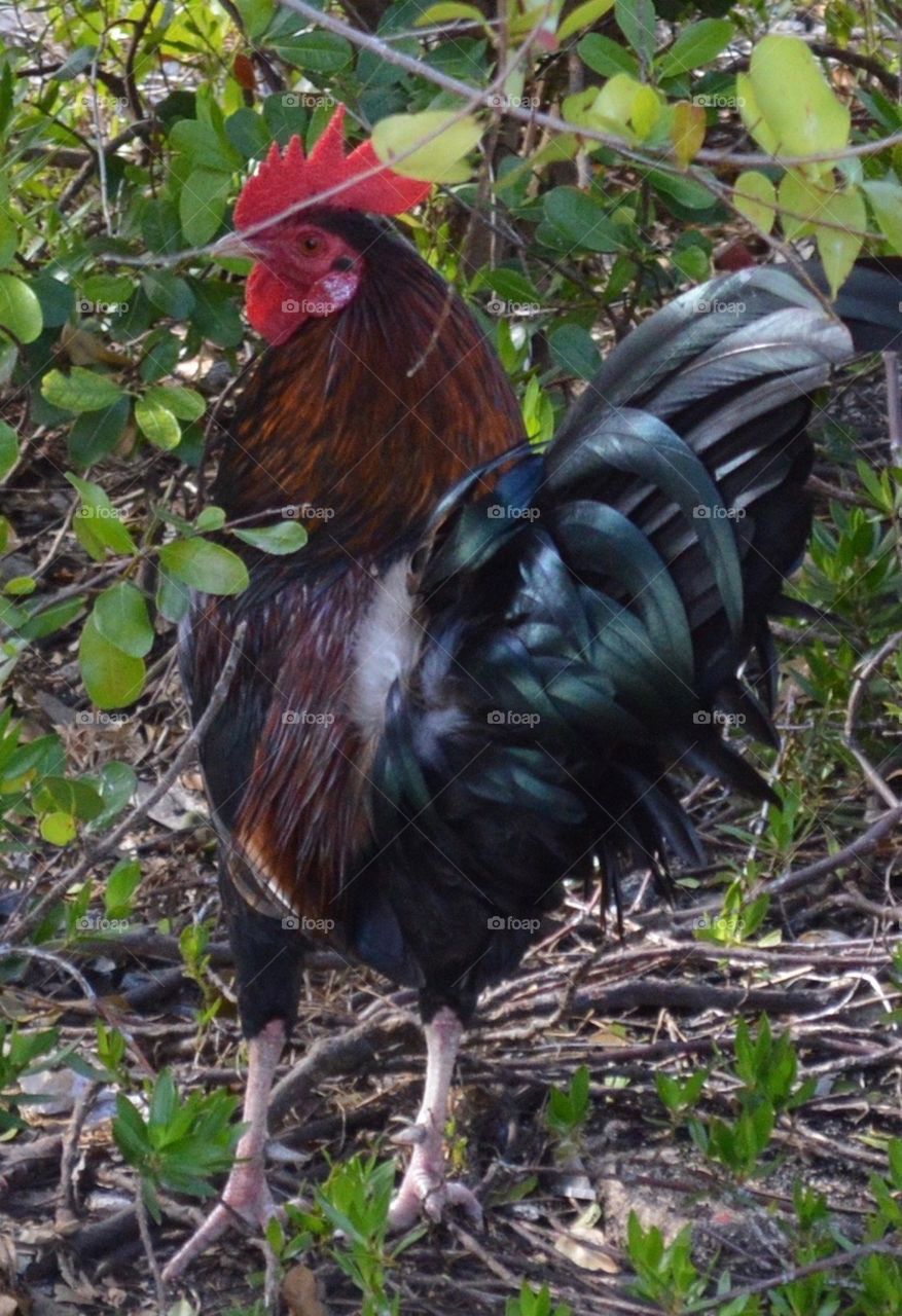 Colorful Rooster