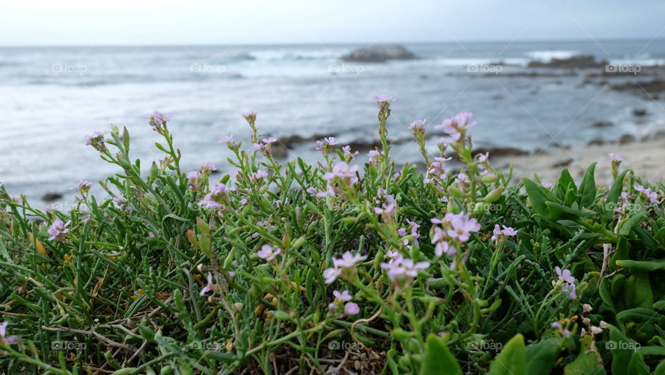 Pink wildflowers on the coast