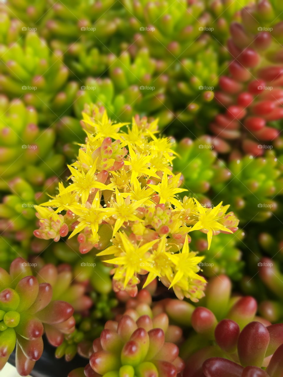 succulents flowers