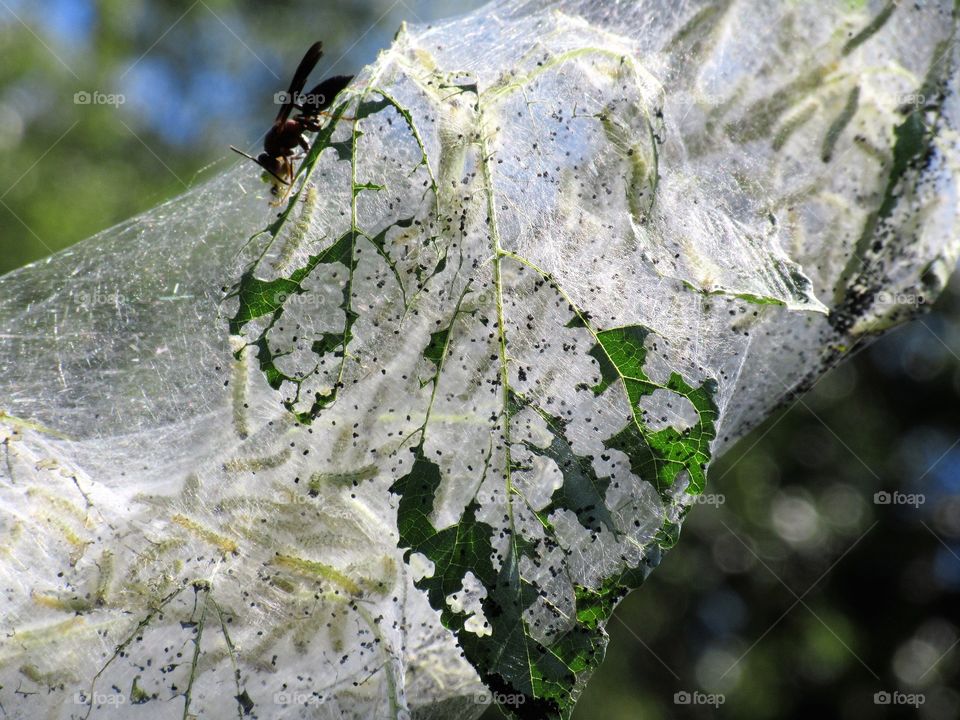 wasp tending to catapillars