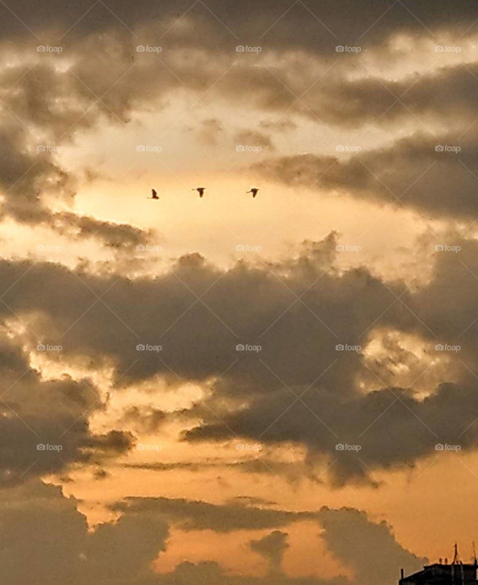 The art of composition: three lovey bird owned the whole sky at dawn. they were free, comfortable and very happy.