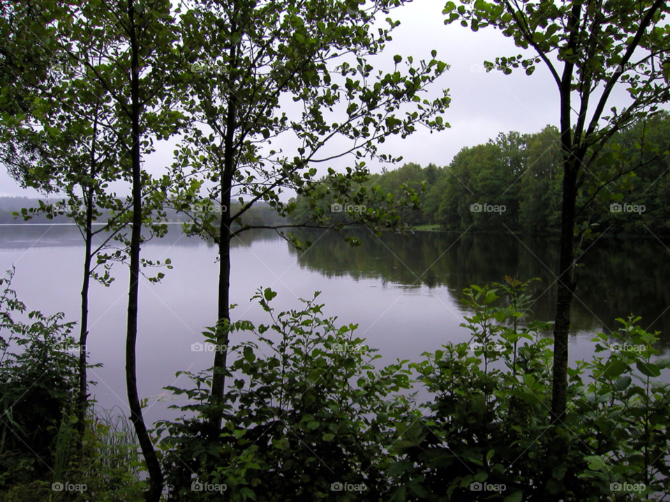 sommar naturen skog å by kalubro