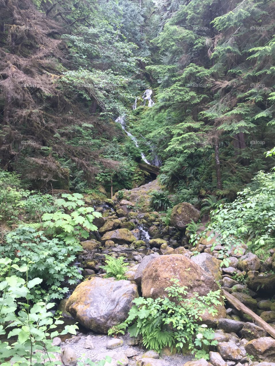 Quinault National Rainforest, Washington 