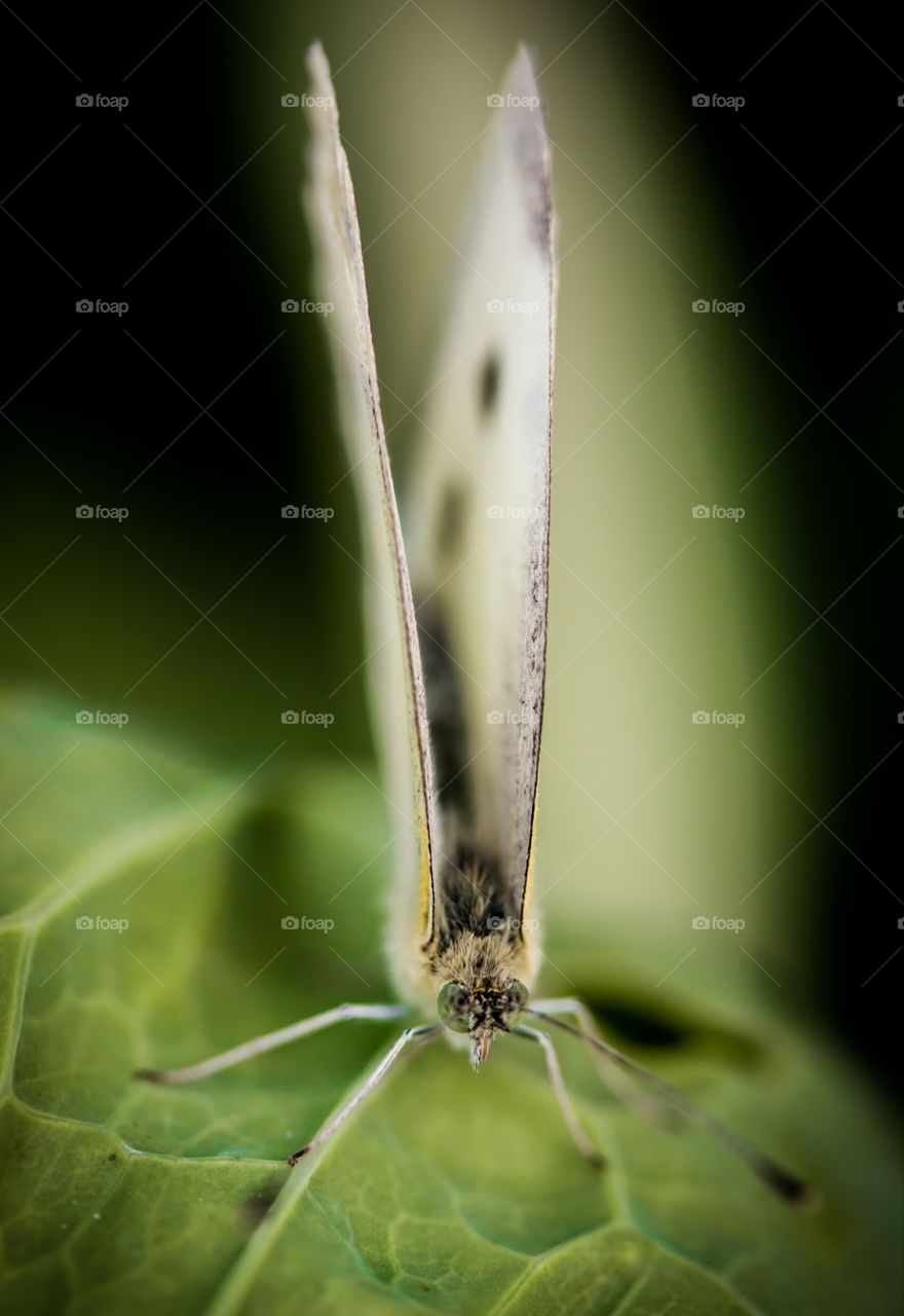 Cabbage white butterfly