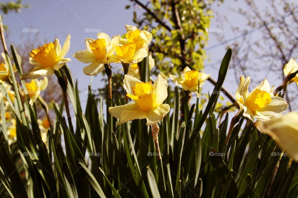 colors of spring yellow flowers