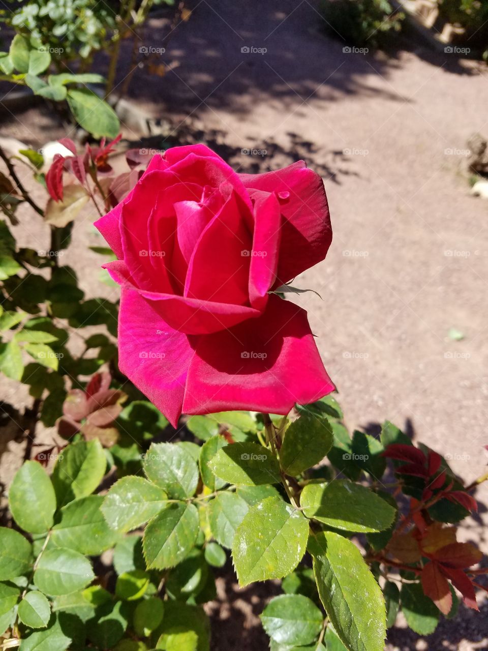 Red rose bush