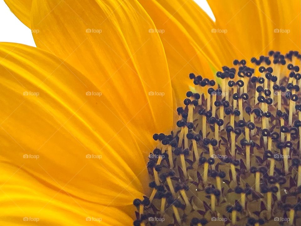 Sunflower up close shows the delicate folds of its yellow petals and burgeoning seeds