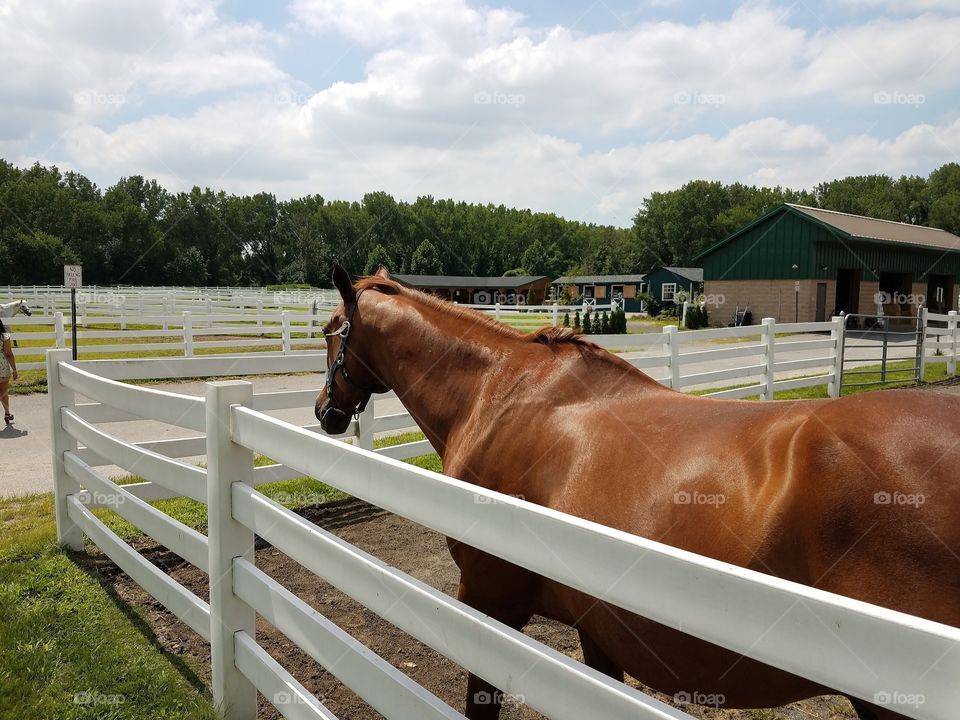 Horse at an equestrian farm.