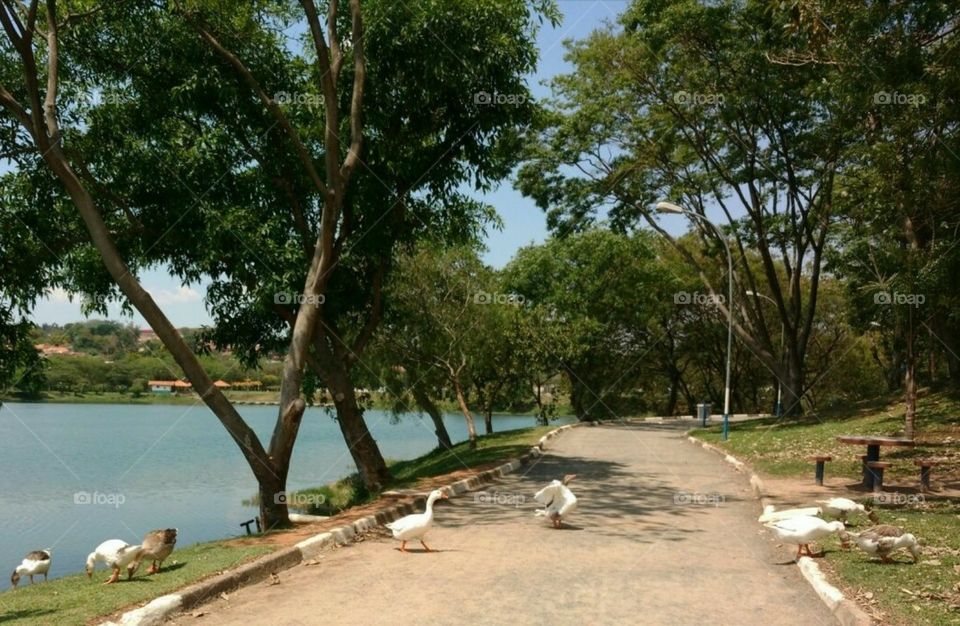 Ducks having a lunch in the park