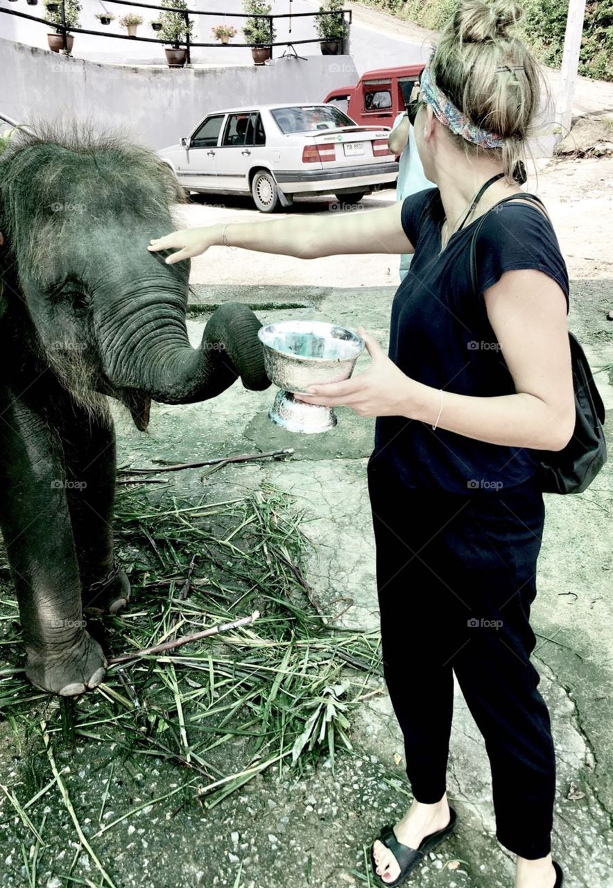 Asia Thailand Phuket Elefant 