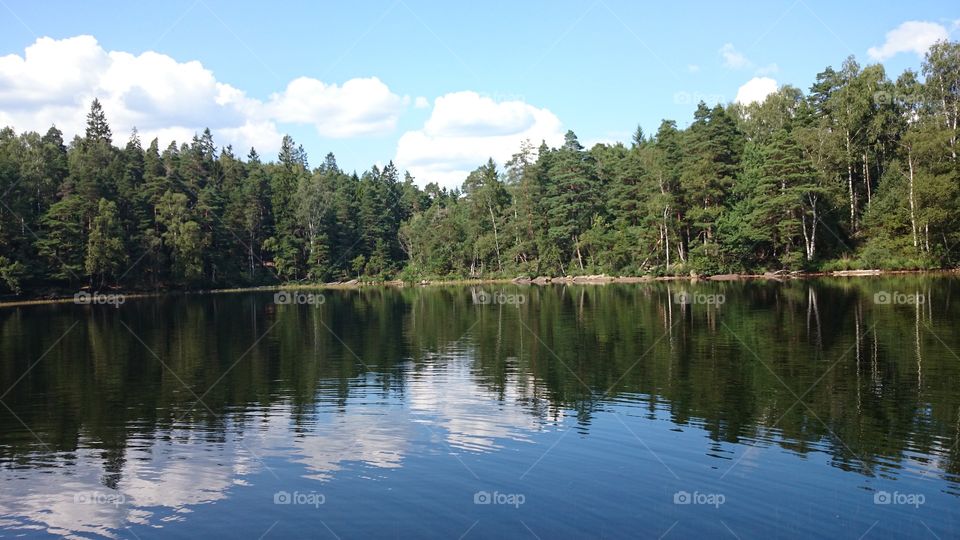 forest near to a lake in Sweden